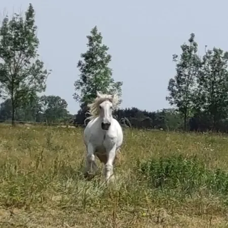 Prázdninový dům Roulotte A La Campagne Avec Son A Cabariot
